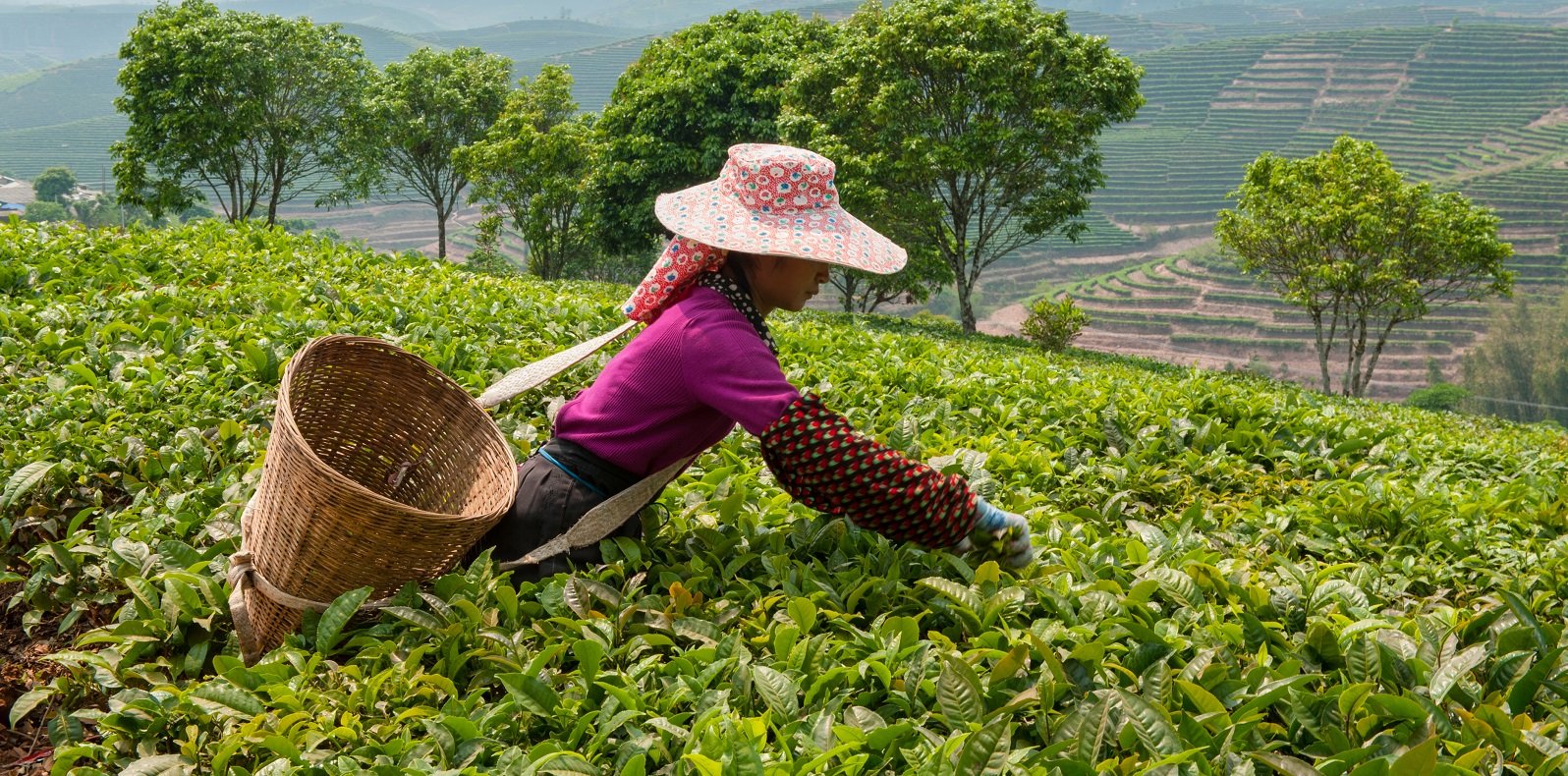 Premium Photo  Concept of hot drink asian tea accessories